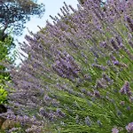 Lavanda - Kandija Čunski