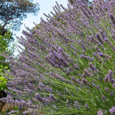 Lavanda - Kandija Čunski
