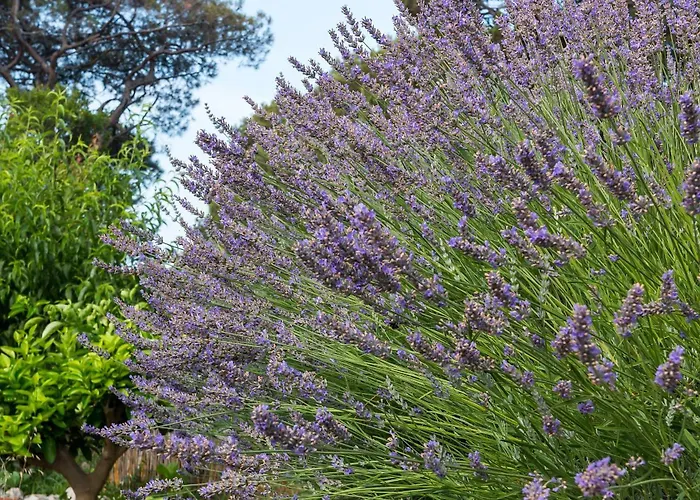 Lavanda - Kandija Čunski